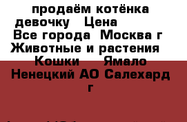 продаём котёнка девочку › Цена ­ 6 500 - Все города, Москва г. Животные и растения » Кошки   . Ямало-Ненецкий АО,Салехард г.